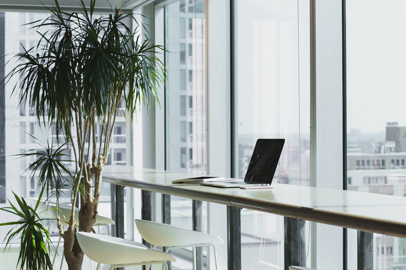 The Future of Sneakers in the Workplace